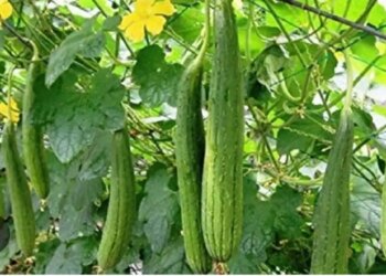 Low cost, high profit: Farmers are becoming millionaires through Nenua farming, know how to start