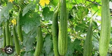 Low cost, high profit: Farmers are becoming millionaires through Nenua farming, know how to start