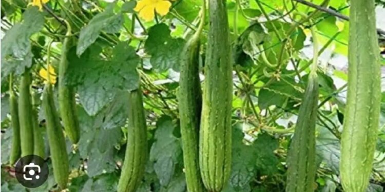 Low cost, high profit: Farmers are becoming millionaires through Nenua farming, know how to start