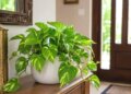 Money Plant and Stolen Beliefs: Does “Stolen Money Plant” Really Bring Wealth and Blessings? Know the truth of Vastu