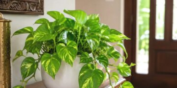 Money Plant and Stolen Beliefs: Does “Stolen Money Plant” Really Bring Wealth and Blessings? Know the truth of Vastu