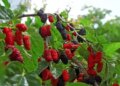 'Mulberry' is a confluence of taste and health, not only the fruit but also the leaves are a treasure of nutrients.