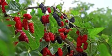 'Mulberry' is a confluence of taste and health, not only the fruit but also the leaves are a treasure of nutrients.