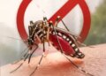 National Dengue Day: Big threat to health from small mosquitoes, know what to do and what not to do