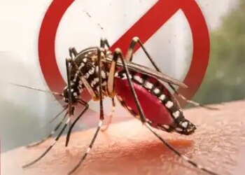 National Dengue Day: Big threat to health from small mosquitoes, know what to do and what not to do