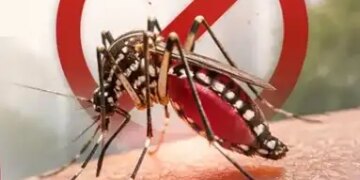 National Dengue Day: Big threat to health from small mosquitoes, know what to do and what not to do