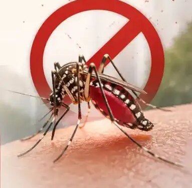 National Dengue Day: Big threat to health from small mosquitoes, know what to do and what not to do