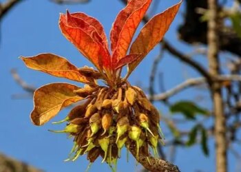 Nature's gift 'Mahua' full of medicinal properties, beneficial from flowers, fruits to seeds