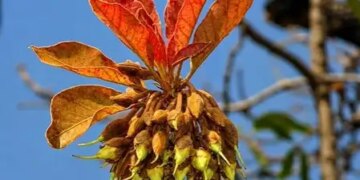 Nature's gift 'Mahua' full of medicinal properties, beneficial from flowers, fruits to seeds
