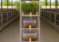 New Research: Dirty water from industries will be cleaned with earthworms, plants and hydroponics.