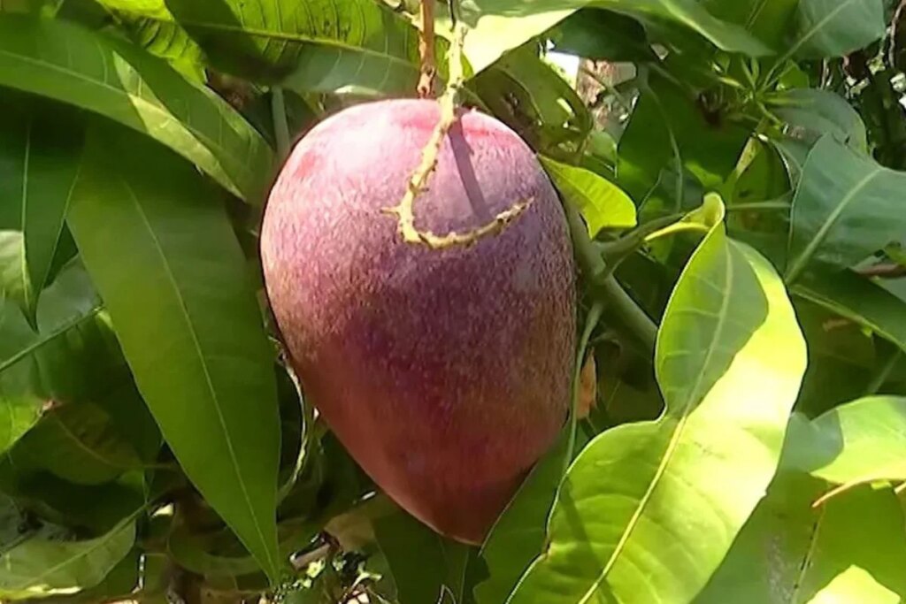 Odisha's tribal farmer grows world's most expensive Miyazaki mango