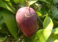 Odisha's tribal farmer grows world's most expensive Miyazaki mango