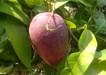 Odisha's tribal farmer grows world's most expensive Miyazaki mango