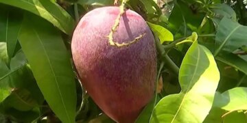 Odisha's tribal farmer grows world's most expensive Miyazaki mango