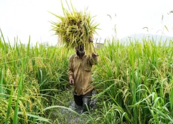 Promotion of climate change-friendly farming, emphasis on sustainable agriculture and improving soil health: Government