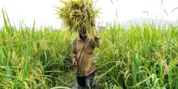 Promotion of climate change-friendly farming, emphasis on sustainable agriculture and improving soil health: Government