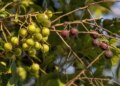 Reetha: The age-old secret of Ayurvedic hair care, know the benefits