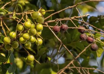 Reetha: The age-old secret of Ayurvedic hair care, know the benefits