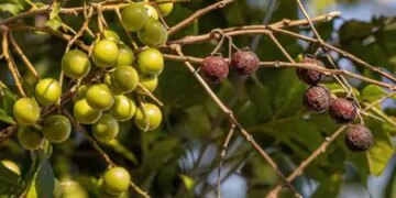 Reetha: The age-old secret of Ayurvedic hair care, know the benefits