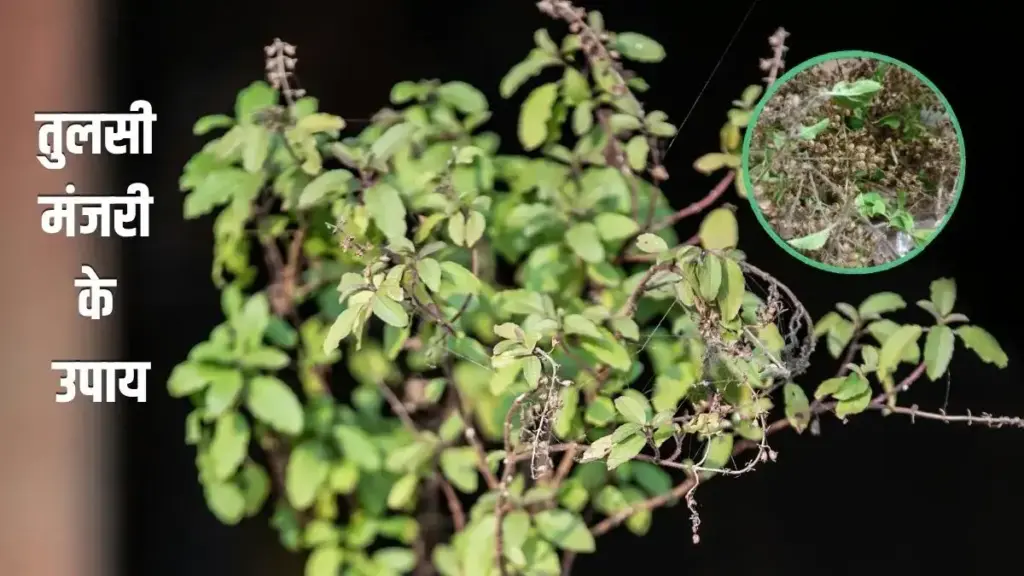 Remedies for Tulsi Manjari: In Vastu and astrology it is considered a symbol of auspiciousness and prosperity.
