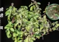 Remedies for Tulsi Manjari: In Vastu and astrology it is considered a symbol of auspiciousness and prosperity.