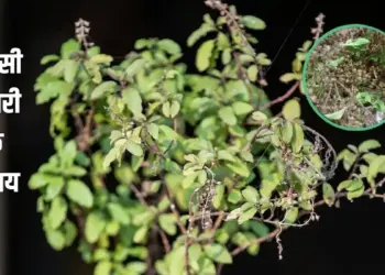 Remedies for Tulsi Manjari: In Vastu and astrology it is considered a symbol of auspiciousness and prosperity.