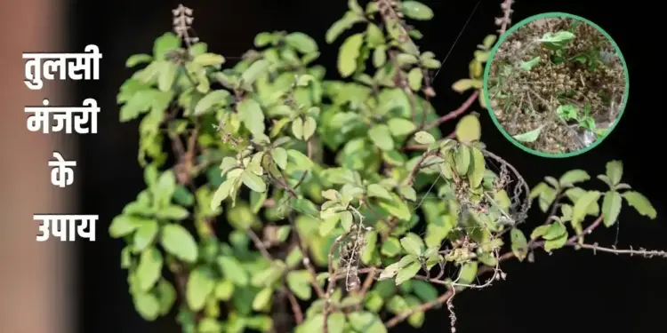 Remedies for Tulsi Manjari: In Vastu and astrology it is considered a symbol of auspiciousness and prosperity.