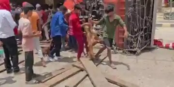 Shameful scene after road accident, crowd kept looting dead goats from overturned truck; Users got angry after watching viral video