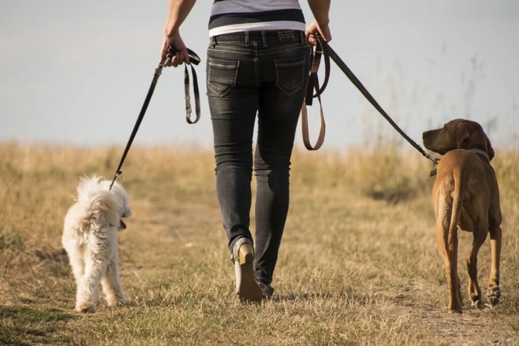Started dog-care business with job, earning lakhs of rupees every month