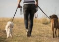 Started dog-care business with job, earning lakhs of rupees every month