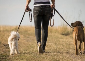 Started dog-care business with job, earning lakhs of rupees every month