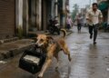 Strange incident in Bijnor, stray dog ​​ran away with a bag full of cash!