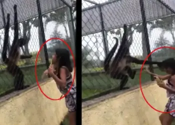 The girl was troubling the monkey in the cage, then the animal taught her such a lesson, you will not be able to stop laughing