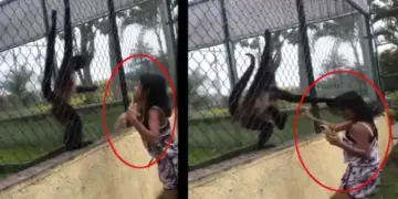 The girl was troubling the monkey in the cage, then the animal taught her such a lesson, you will not be able to stop laughing