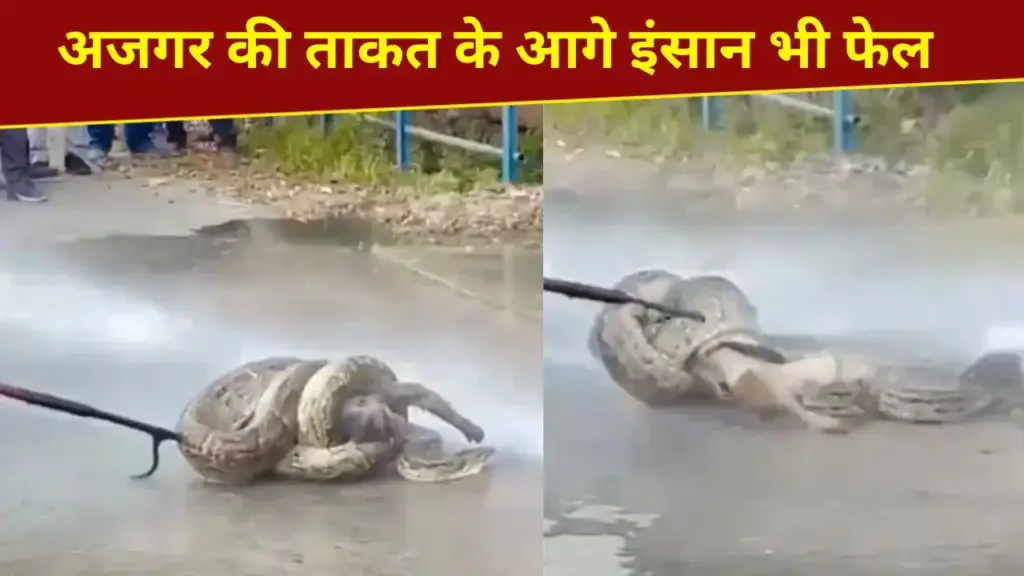 The power of the python...it caught hold of its prey like this, did not release it even after millions of attempts, see VIDEO