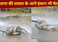 The power of the python...it caught hold of its prey like this, did not release it even after millions of attempts, see VIDEO