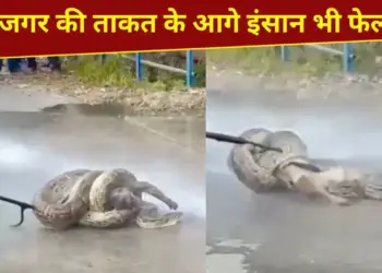 The power of the python...it caught hold of its prey like this, did not release it even after millions of attempts, see VIDEO