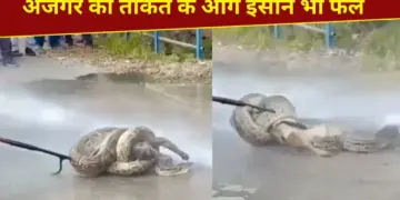 The power of the python...it caught hold of its prey like this, did not release it even after millions of attempts, see VIDEO