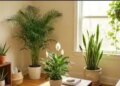 These 5 plants will keep the house cool in the scorching heat of May, know the right way to plant them