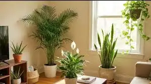These 5 plants will keep the house cool in the scorching heat of May, know the right way to plant them