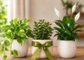 These 7 Feng Shui plants including money plant are best for gifting, they bring good luck in life.