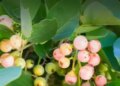 This wild fruit rich in nutrients is called 'Indian Cherry', a companion of health.