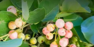 This wild fruit rich in nutrients is called 'Indian Cherry', a companion of health.
