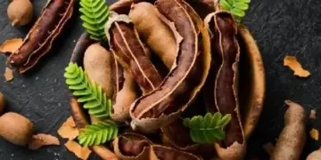 Tremendous benefits of tamarind: Whether raw or ripe, it is very beneficial for health, know complete information.