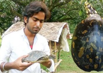 Turtle hunting in superstition due to wife's illness, watch the rescue of rare flapshell turtle in the video; Forest department caught the accused