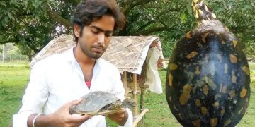 Turtle hunting in superstition due to wife's illness, watch the rescue of rare flapshell turtle in the video; Forest department caught the accused