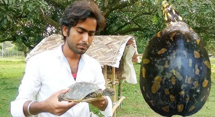 Turtle hunting in superstition due to wife's illness, watch the rescue of rare flapshell turtle in the video; Forest department caught the accused
