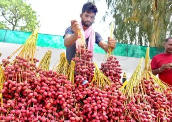 Under PM Swanidhi Yojana, more than 75.5 lakh street vendors got more than 112 lakh loans.