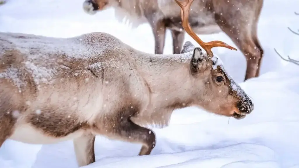 Unique creature in discussion: Changes the color of its eyes according to the weather, video went viral