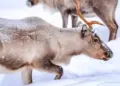 Unique creature in discussion: Changes the color of its eyes according to the weather, video went viral